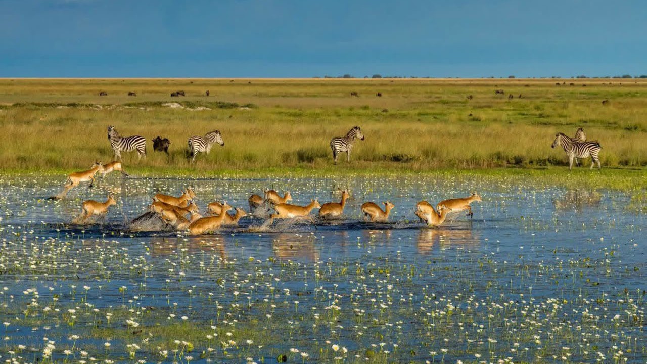 Government Renews Liuwa Plain National Park Conservation Partnership