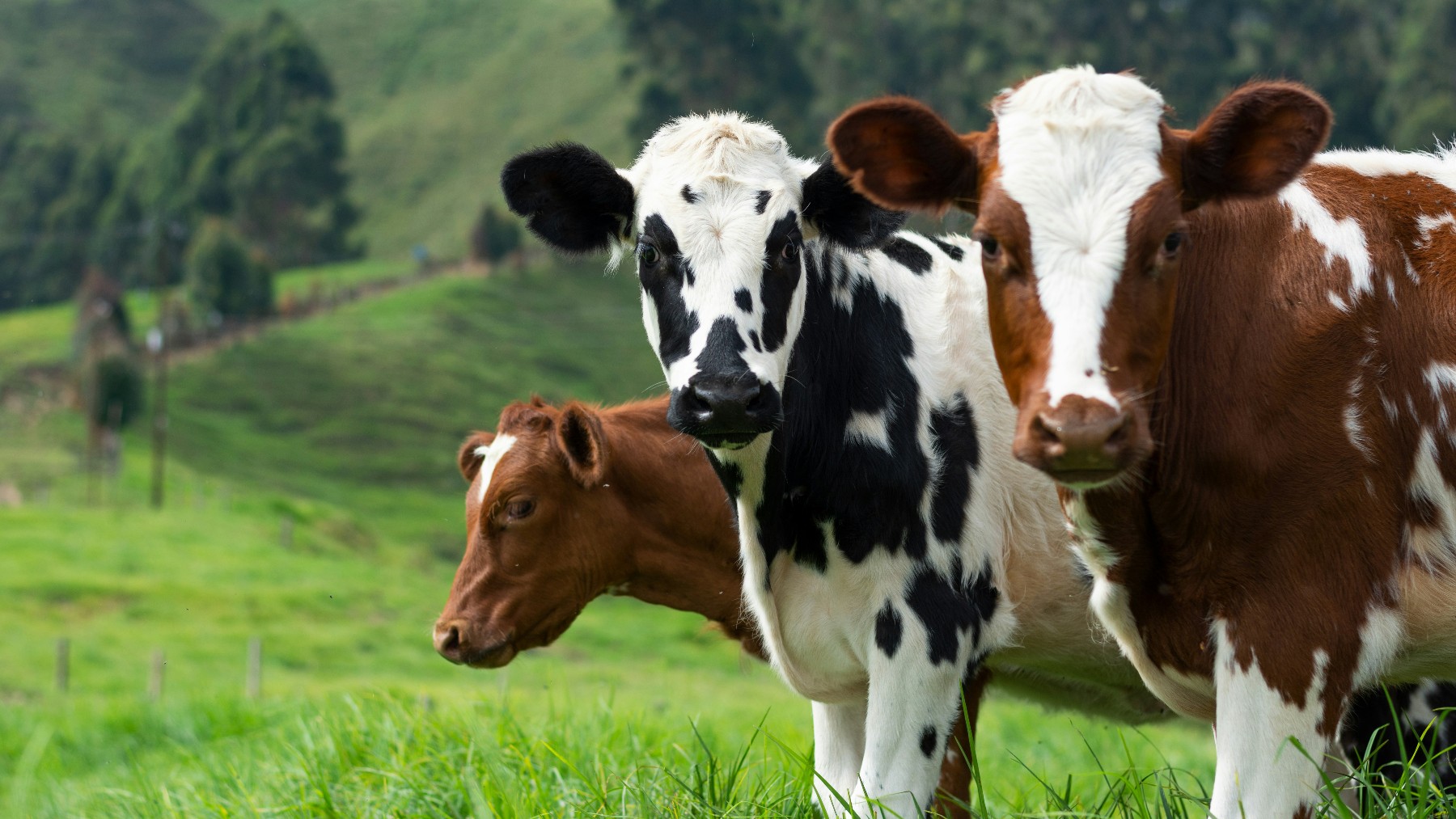 Zambia Partially Lifts Suspension on Livestock Imports From South Africa