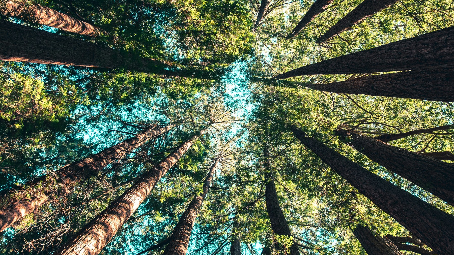 ZICA Flags Major Gaps in Corporate Sustainability Readiness